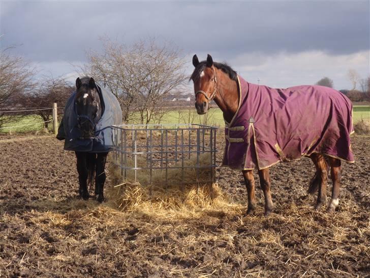 Dansk Varmblod Herkules (Filur) - Herkules sammen med hans nye foldkammerat, Lohbergs Lillemand, på TC place. billede 17