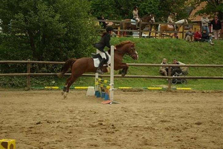 Hollandsk Sportspony Scarlett Angel [R.I.P] ;( - LC spring (: billede 13