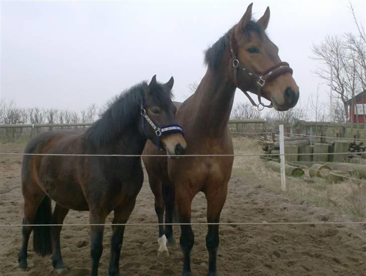 Anden særlig race R.I.P Flika :'(<3 - Flika og capas Flika´s gamle ven billede 14