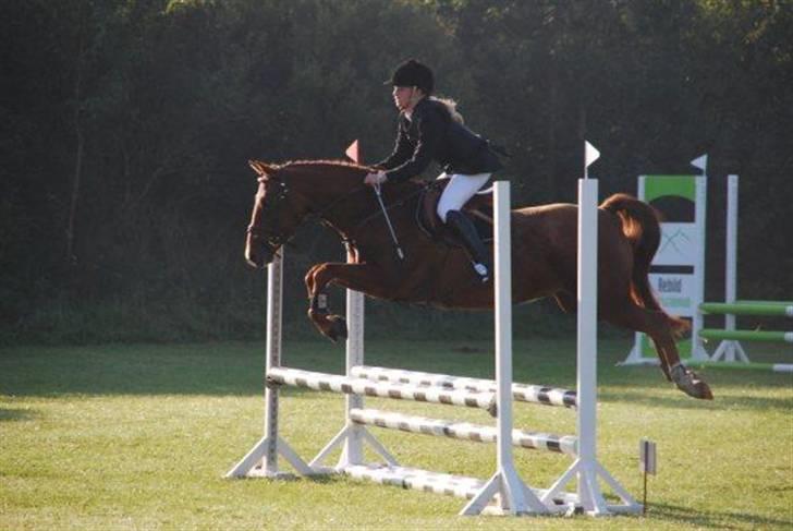 Hollandsk Sportspony Iwan *SOLGT* billede 17