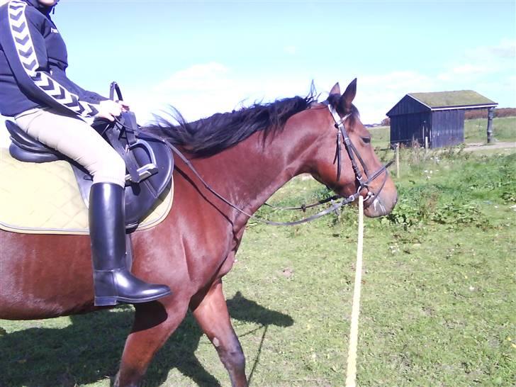 Traver Hovsa Tarka-Ka *helpart* - laura der lige var deroppe og prøve hende :D - skal snart ud og ride selv på hende :D billede 1