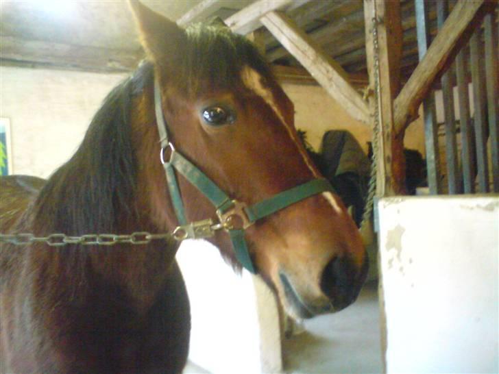 Traver Hovsa Tarka-Ka *helpart* - Jeg er smuk :* billede 2