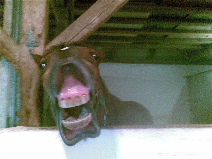 Traver Hovsa Tarka-Ka *helpart* - .haha, smiiiiiiiil :* <3 billede 4