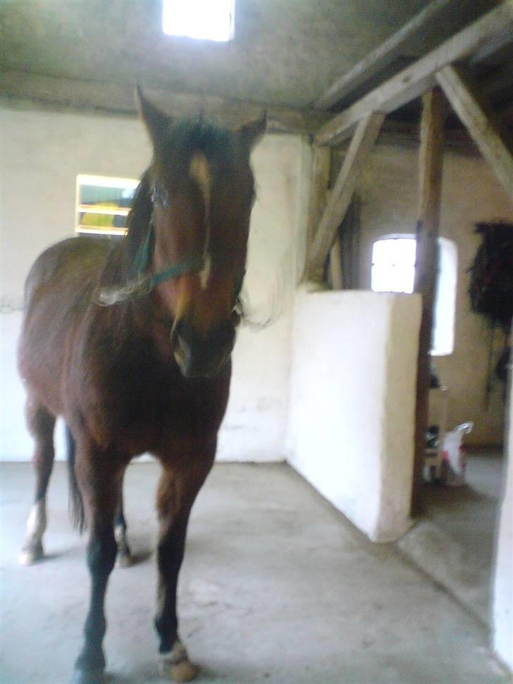 Traver Hovsa Tarka-Ka *helpart* - fuld´face xD billede 5