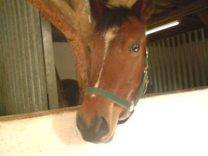 Traver Hovsa Tarka-Ka *helpart* - .uhh, er mor der? billede 6