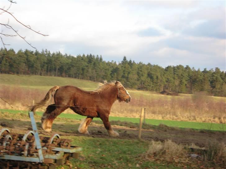 Jyde Simon (avl) - : foto miig billede 17