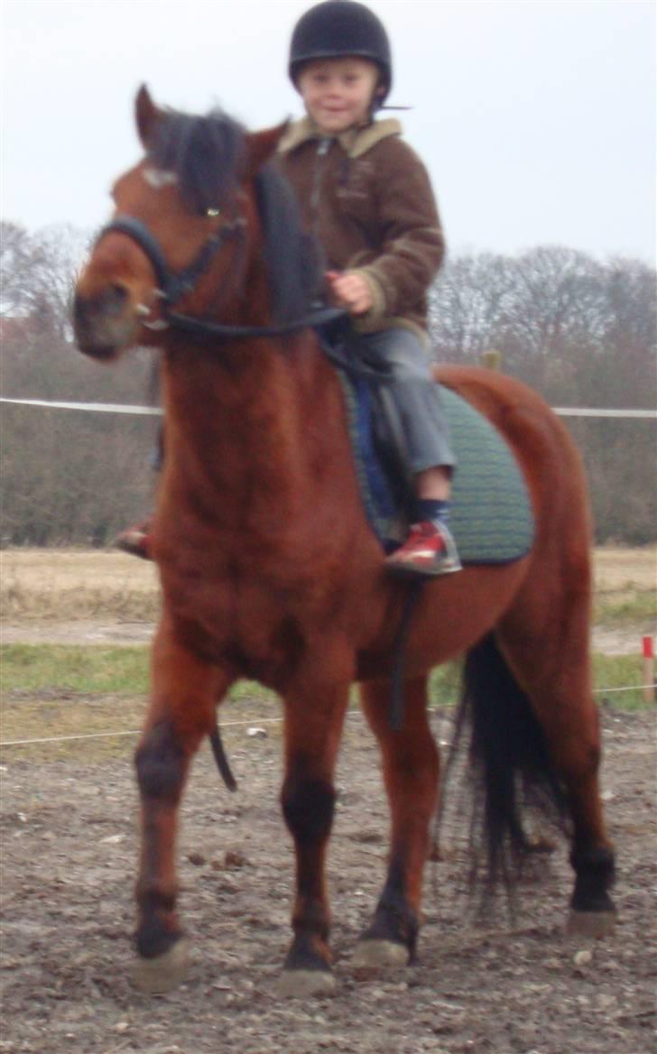 Anden særlig race Pluto  billede 18