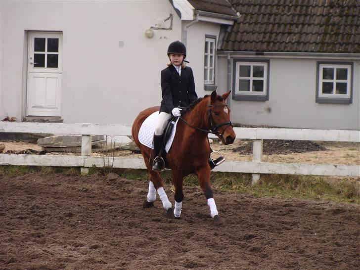 Anden særlig race Pluto  billede 19