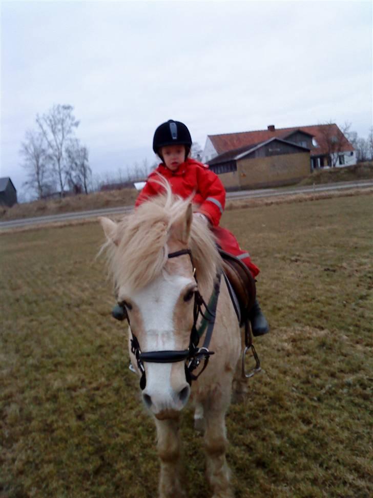 Anden særlig race Palle (Gl. Part) - Min kusine Laura på Palle det er hendes forælderes. billede 1