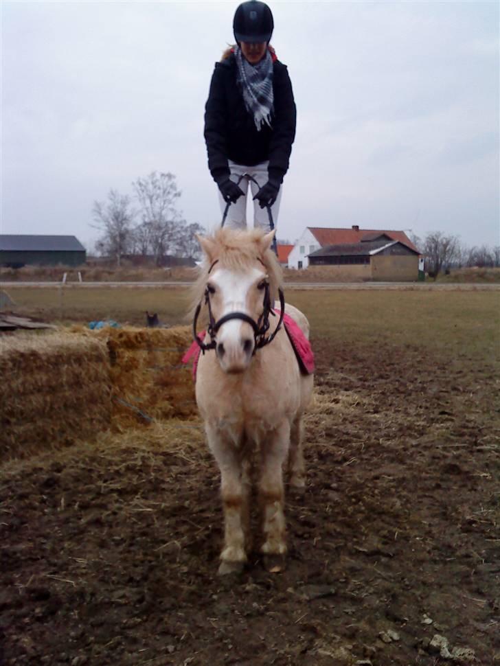 Anden særlig race Palle (Gl. Part) - Randi står op på Palle. billede 2
