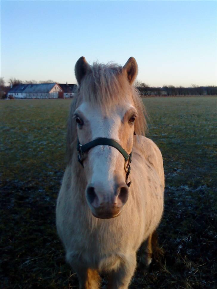 Anden særlig race Palle (Gl. Part) - Palle da han næsten lige var kommet. billede 5