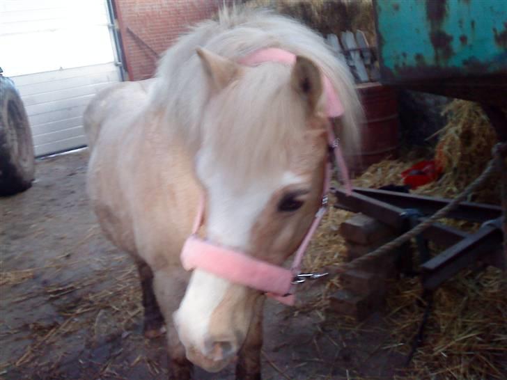 Anden særlig race Palle (Gl. Part) - Palle med min grime. billede 6