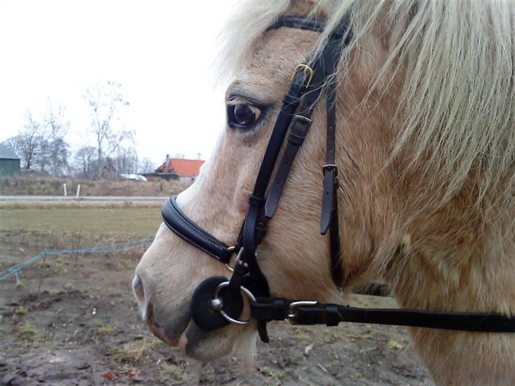 Anden særlig race Palle (Gl. Part) - Palle fra siden. billede 7