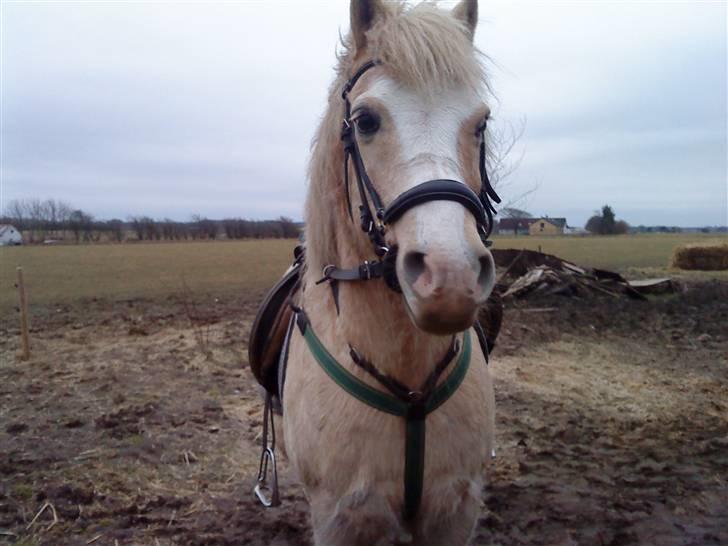 Anden særlig race Palle (Gl. Part) - Den smukke. billede 8