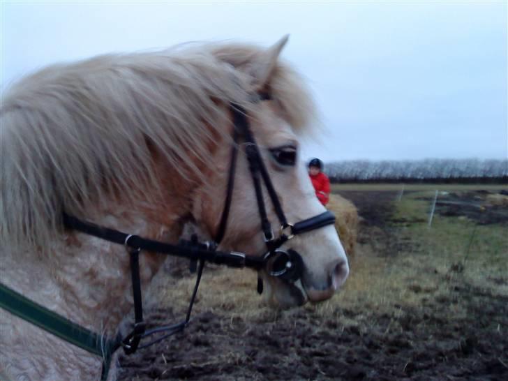 Anden særlig race Palle (Gl. Part) - Den flotte. billede 10