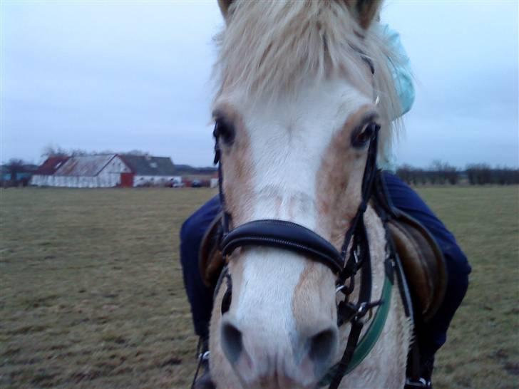 Anden særlig race Palle (Gl. Part) - Den sødeste. billede 11