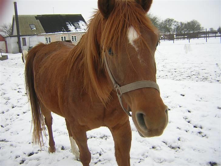 Arabisk fuldblod (OX) Kaicha billede 6