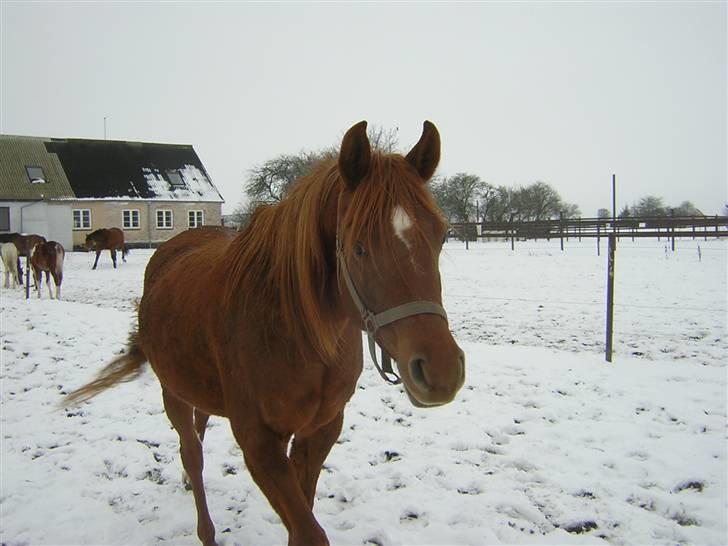 Arabisk fuldblod (OX) Kaicha billede 7