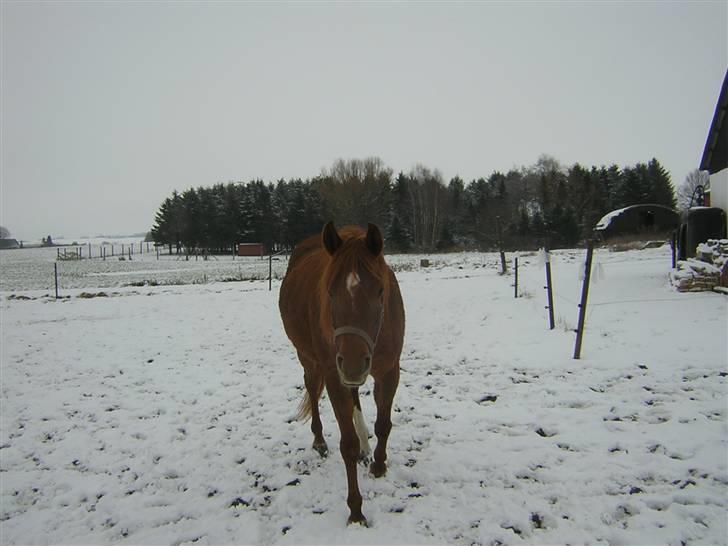 Arabisk fuldblod (OX) Kaicha billede 8