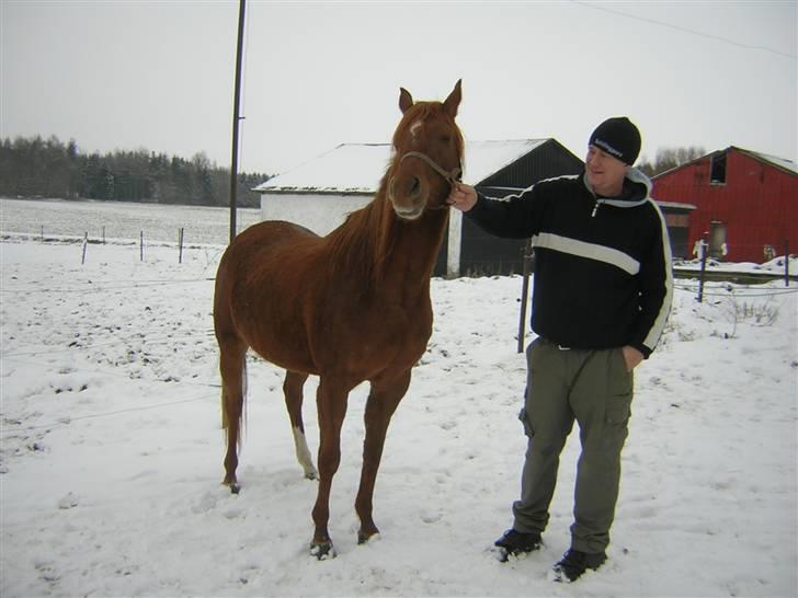 Arabisk fuldblod (OX) Kaicha billede 9