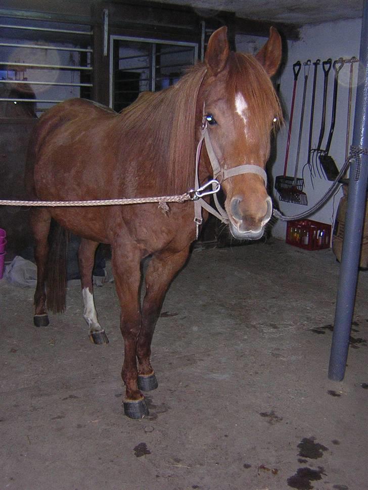 Arabisk fuldblod (OX) Kaicha billede 10