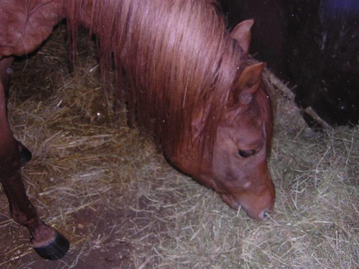 Arabisk fuldblod (OX) Kaicha billede 11