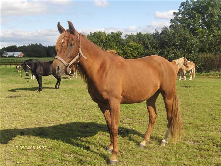 Arabisk fuldblod (OX) Kaicha billede 12