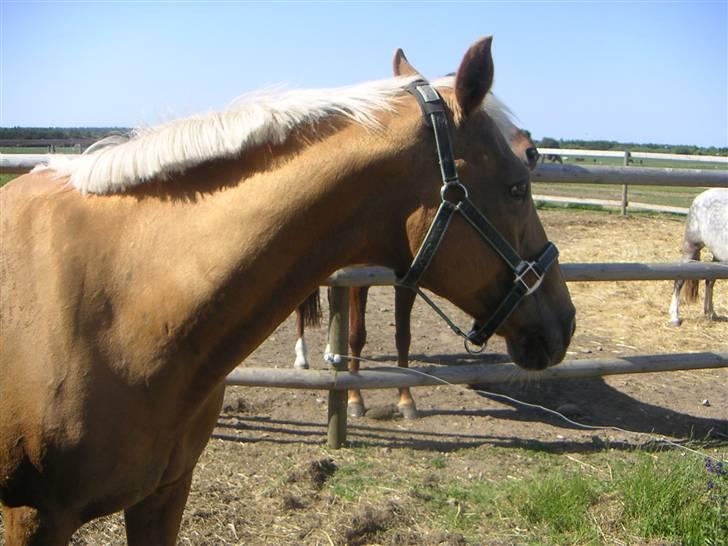 Cruzado Cabosa <3 (SOLGT/:) R.I.P - Cabosa d. 25/5-09 billede 9