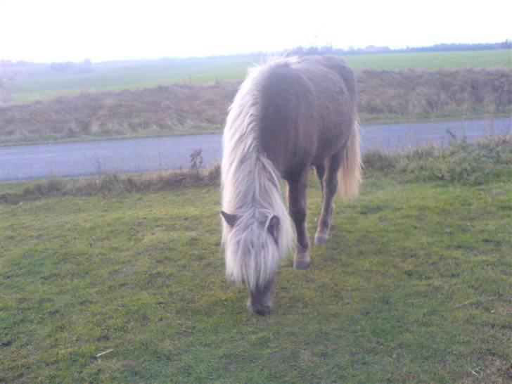 Islænder Mysla fra Bakkegården billede 10