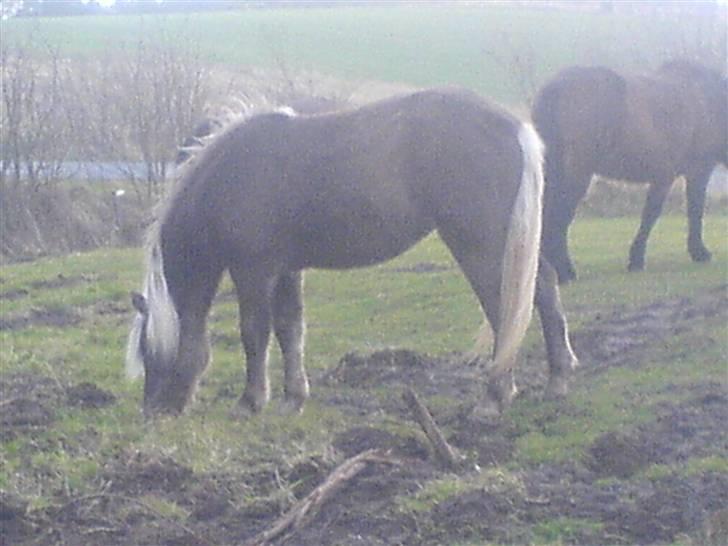 Islænder Mysla fra Bakkegården billede 11