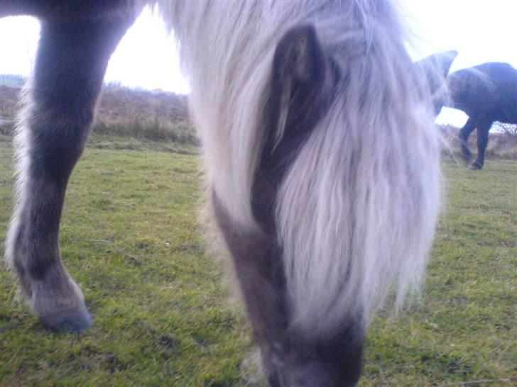 Islænder Mysla fra Bakkegården billede 12