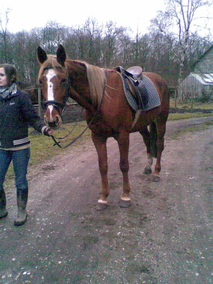 Traver Charmaine *R.I.P.* - Da jeg så hende første gang `07 (Ringe) billede 2