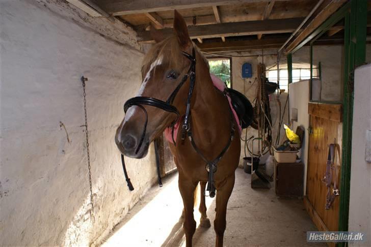 Traver Charmaine *R.I.P.* - Skulle lige prøve sin nye trense som var ALT for stor `08 (Vissenbjerg) billede 3