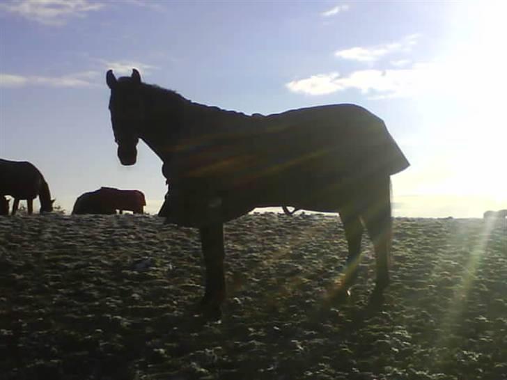 Dansk Varmblod Liva - Liva på marken :)<3 billede 16