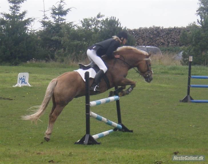 Haflinger Hanibal <´3 ment to be<´3 - Første Lb spring..:P 1. plads! billede 11