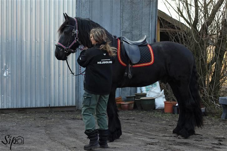 Frieser Bjarne - 4. marts 2009 .. Billedet er taget lige før jeg skal op og hænge på ham .. Fotograf: Mig (Sandra Buus - Sipo) billede 14