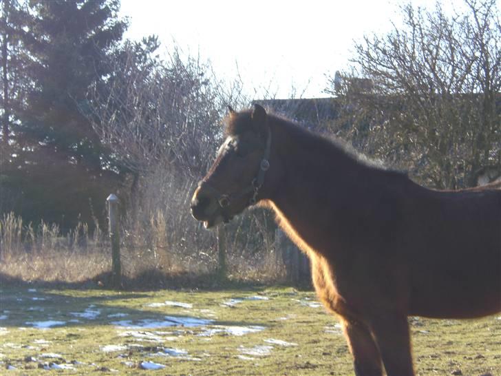 New Forest                    Sophy billede 14