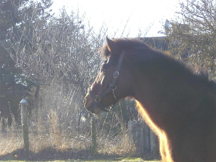 New Forest                    Sophy billede 15