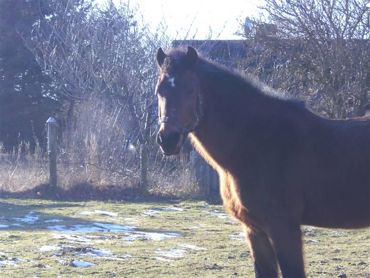 New Forest                    Sophy billede 16