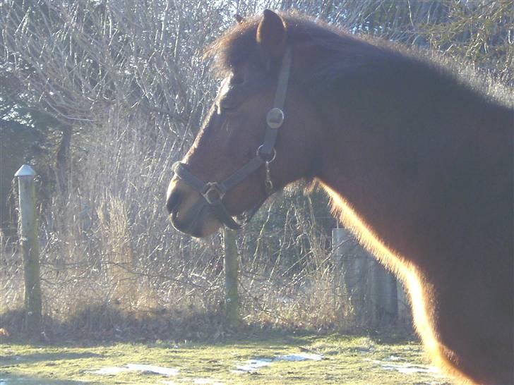 New Forest                    Sophy billede 17