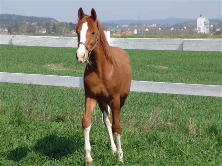 Dansk Varmblod Lindegaardens Zafir(solgt - Her er han i Norge, er han ikke køn. billede 9