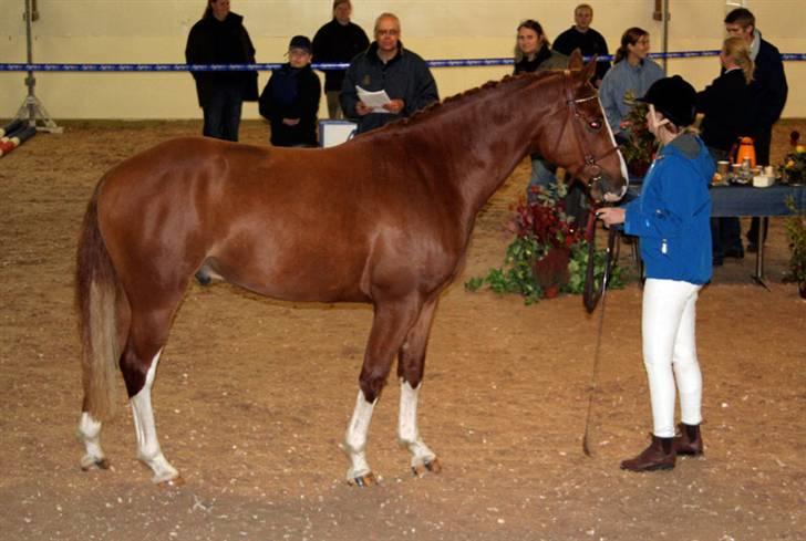 Dansk Varmblod Lindegaardens Zafir(solgt - Camilla i Norge har Zafir med til en 3 års test, fik 7,5 point i rideprøve, hvor vinderen fik 8,0, så det gik jo meget godt. billede 10