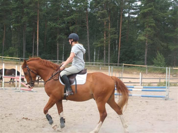 Dansk Varmblod Lindegaardens Zafir(solgt - Redet 3 uger.  billede 12