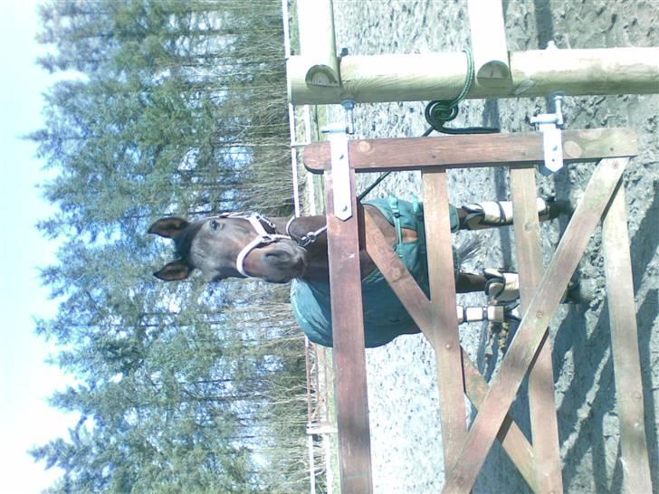 Anden særlig race Pretty Princess*Solgt* - Prut ved lågen inden vi tog til Undervisning<3 billede 14