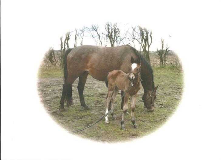 Dansk Varmblod Damgårdens CasiopejaR.I.P - Casiopeja og hendes føl Comtessa billede 11