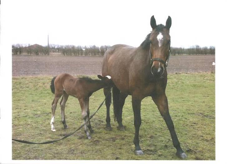 Dansk Varmblod Damgårdens CasiopejaR.I.P - Casiopeja og hendes føl Comtessa billede 12