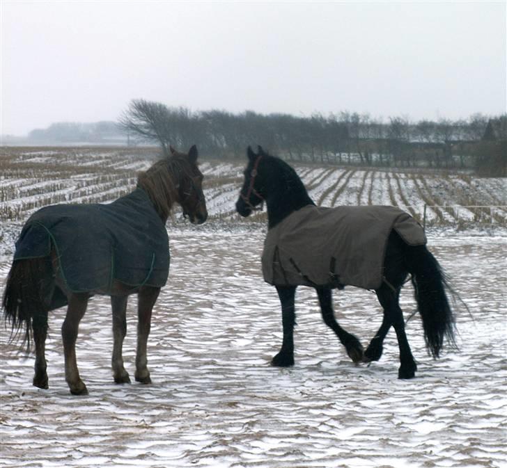 Anden særlig race Coco *R.I.P.* dejlige hest - Coco og Francis B. mødes for første gang, han håber at gøre et godt indtryk... billede 3