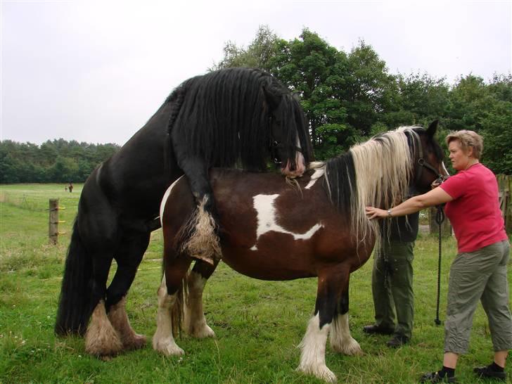 Tinker Kappelgaarden's Travis - Travis bedækker Shelti billede 20