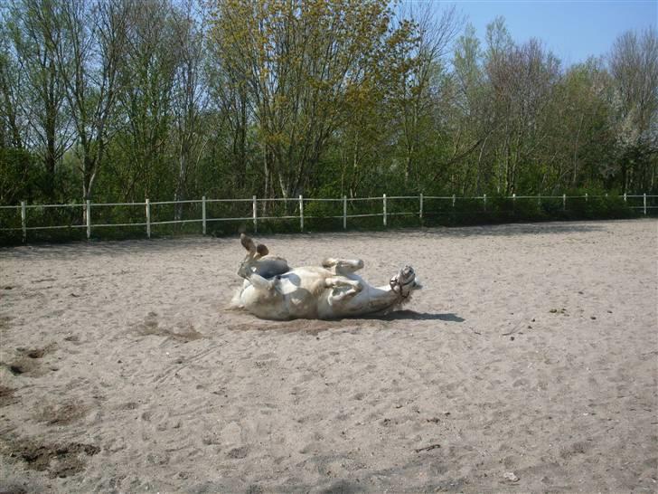 Anden særlig race Filur*Gl.Part*:'/(himmelhest) - uuh ja mor ^^ sådan skal det være :D!- foto : Mette s <3 Tak bby:* billede 6