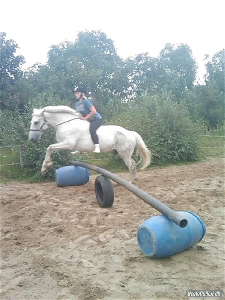 Anden særlig race Filur*Gl.Part*:'/(himmelhest) - hans skønne øje:D<3 billede 7